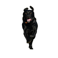 Front view of a beautiful, shiny-haired, black labrador dog , running and looking at camera.