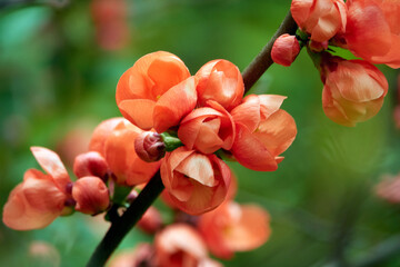 Chinese quince blossom in spring. Flowering orange buds.