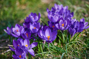 violet spring crocus blooming in March on a meadow