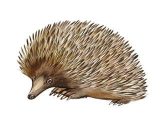 Hand drawn watercolor australian animals. Echidna illustration isolated on white background
