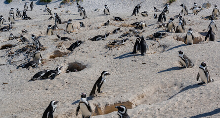Obraz premium African penguins at Boulders Beach in Simons Town South Africa