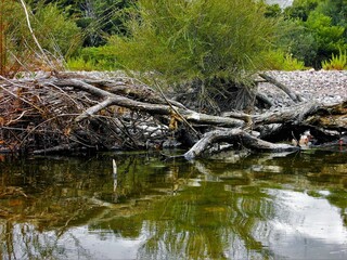 Fototapeta na wymiar The swamp