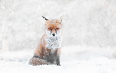 Close-up of a Red fox in the falling snow in winter - Powered by Adobe