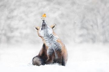 Red fox with a robin in the falling snow in winter