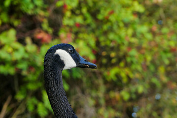 Close-up of a Canada goose. A black goose of the Anatidae family in the nature.