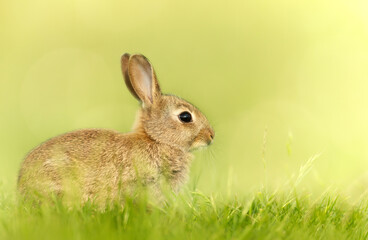 Close up of a cute little rabbit in spring