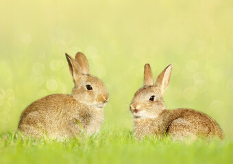 Close up of two cute little rabbits sitting in meadow