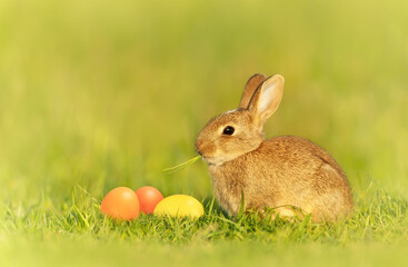 Close up of a cute little rabbit with Easter eggs in meadow