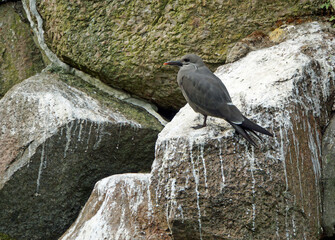 lesser noddy 