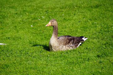 goose on the meadow
