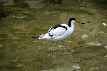 pied avocet