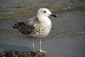 seagull on the beach