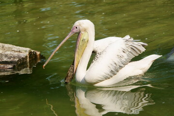 pelican on the water