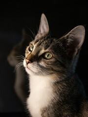 Kot domowy portret
