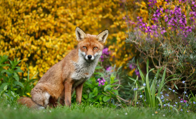 Naklejka na ściany i meble Close up of a red fox in spring