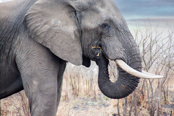 African Elephant,  Kruger National Park, South Africa, elephant