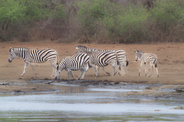 Fototapeta na wymiar zebras herd by the watering hole