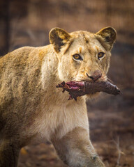 Lioness after the hunt