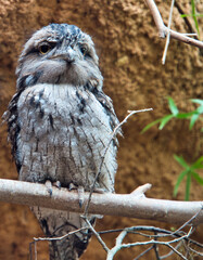great grey owl