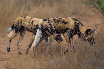 Naklejka na ściany i meble spotted hyena in the savannah