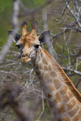 giraffe close-up, Kruger National Park, South Africa