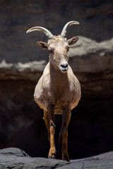 mountain goat  in the Arizona Desert