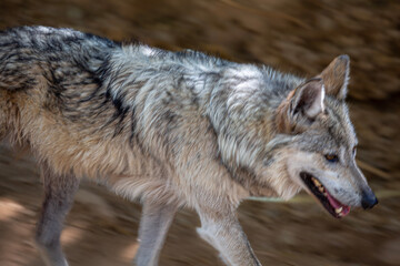 Fototapeta premium gray wolf Canis lupus in the Arizona desert