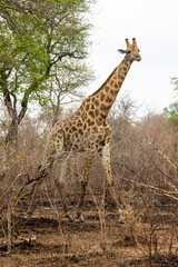 Obraz premium Giraffe in the savannah. South Africa