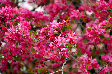 Cherry blossoms season beautiful flowers.