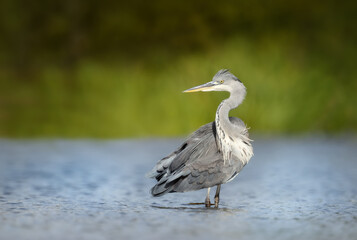 Close up of a grey heron in water