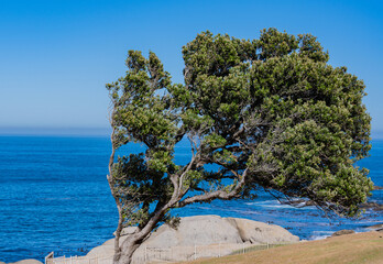 Fototapeta premium South Atlantic Coast near Cape Town South Africa