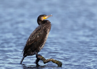 Close up of a Great cormorant perched on a tree branch in a pond