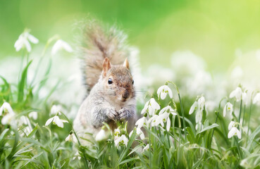 Close-up of a Grey Squirrel in snowdrops
