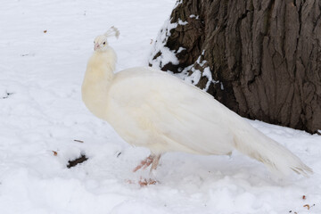 white peacock in winter park