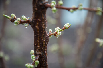 Buds swell on young trees from the spring rain.
