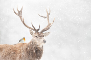 Portrait of a Red deer stag with a robin in winter