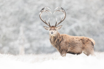 Naklejka na ściany i meble Close up of red deer stag with heart shaped antlers in winter