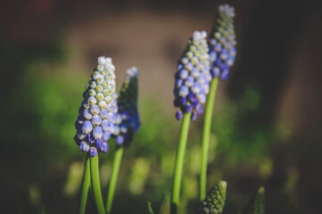 Viper, mouse hyacinth, or muscari - a genus of bulbous plants of the cold family, previously belonged to the family of hyacinth or lily.