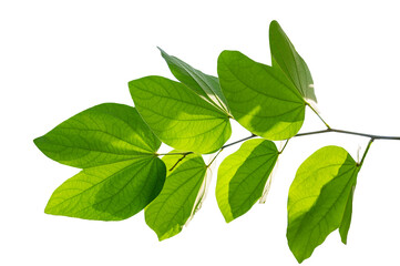 Fototapeta premium Bauhinia purpurea, green purpurea leaves on Isolate on transparent background PNG file