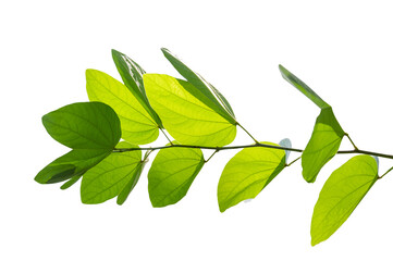 Obraz premium Bauhinia purpurea, green purpurea leaves on Isolate on transparent background PNG file