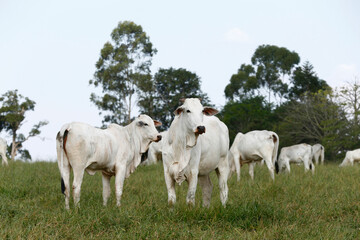 Fototapeta na wymiar Nelore cow with calf in green pasture. Countryside of Brazil