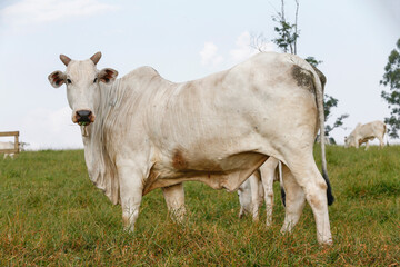 Nelore cattle in green pasture. Countryside of Brazil