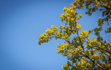 Autumn improves everything around in golden color.