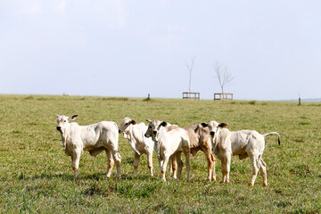 Obraz premium Nelore calfs cattle in green pasture. Countryside of Brazil