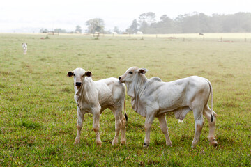Nelore calf cattle in green pasture. Countryside of Brazil
