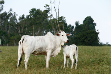 Nelore cow with calf in green pasture. Countryside of Brazil - obrazy, fototapety, plakaty