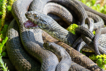 Close up of several rat snakes in the grass