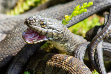 Close up of several rat snakes in the grass