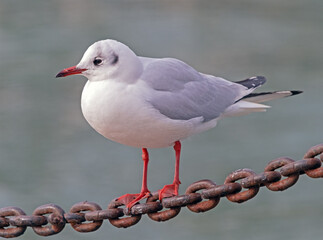 White and grey seagull