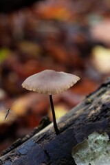 brown mushroom with insect